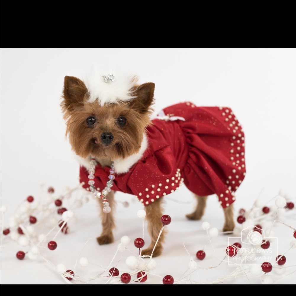 Festive Red Pet Holiday Dress with Pearls and Fur Collar
Medium